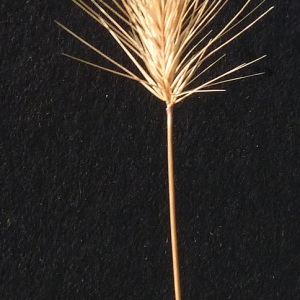 Photographie n°36789 du taxon Hordeum marinum Huds. [1778]