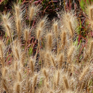 Photographie n°36791 du taxon Hordeum marinum Huds. [1778]