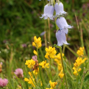 Photographie n°36811 du taxon Campanula barbata L. [1759]