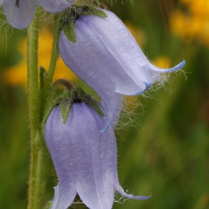 Photographie n°36812 du taxon Campanula barbata L. [1759]