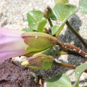 Photographie n°36820 du taxon Calystegia soldanella (L.) Roem. & Schult. [1819]