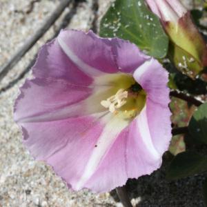 Photographie n°36822 du taxon Calystegia soldanella (L.) Roem. & Schult. [1819]