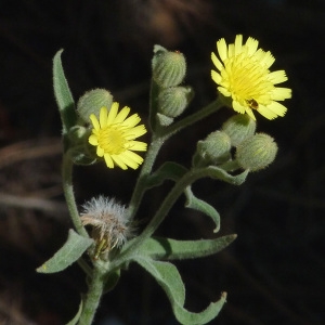 Photographie n°36827 du taxon Andryala integrifolia L. [1753]