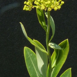 Photographie n°36829 du taxon Bupleurum fruticosum L. [1753]