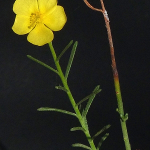 Photographie n°36838 du taxon Fumana ericoides subsp. montana (Pomel) Güemes & Muñoz Garm. [1990]