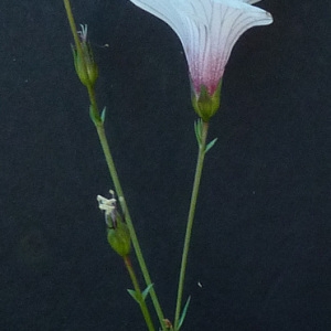 Photographie n°36847 du taxon Linum suffruticosum subsp. appressum (Caball.) Rivas Mart. [1978]