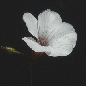 Photographie n°36848 du taxon Linum suffruticosum subsp. appressum (Caball.) Rivas Mart. [1978]
