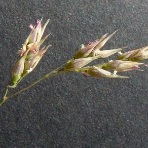 Photographie n°36856 du taxon Piptatherum caerulescens (Desf.) P.Beauv. [1812]