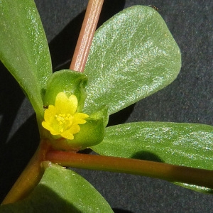 Photographie n°36860 du taxon Portulaca oleracea L. [1753]