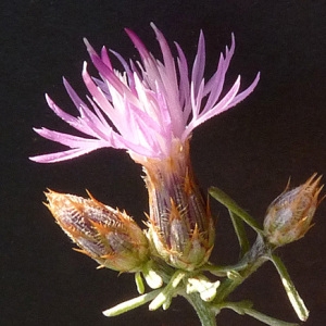 Photographie n°36865 du taxon Centaurea paniculata L. [1753]