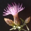  Bertrand BUI - Centaurea paniculata L. [1753]