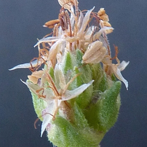 Plantago cynopsis St.-Lag. (Plantain sempervirent)