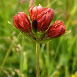 Photographie n°36881 du taxon Gentiana purpurea L. [1753]