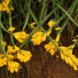 Photographie n°36885 du taxon Genista sagittalis L. [1753]