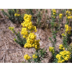 Galium verum L. subsp. verum (Caille-lait jaune)