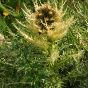 Photographie n°36897 du taxon Cirsium spinosissimum (L.) Scop. [1769]