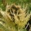  John De Vos - Cirsium spinosissimum (L.) Scop. [1769]