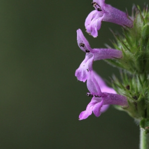 Photographie n°36899 du taxon Stachys officinalis (L.) Trévis. [1842]