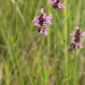 Photographie n°36904 du taxon Stachys officinalis (L.) Trévis. [1842]