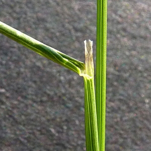 Photographie n°36911 du taxon Agrostis capillaris L. [1753]