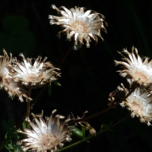 Photographie n°36915 du taxon Centaurea scabiosa L. [1753]