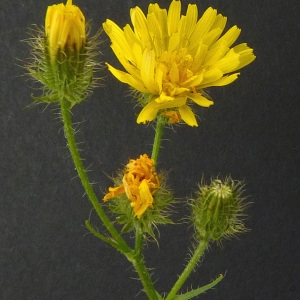 Photographie n°36922 du taxon Crepis setosa Haller f. [1797]