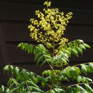 Photographie n°36931 du taxon Koelreuteria paniculata Laxm. [1772]