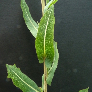 Photographie n°36932 du taxon Lactuca serriola f. integrifolia Bogenh.