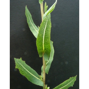 Lactuca serriola f. integrifolia Bogenh.