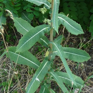 Photographie n°36934 du taxon Lactuca virosa L. [1753]