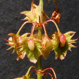 Photographie n°36939 du taxon Rumex obtusifolius L. [1753]