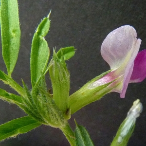 Photographie n°36941 du taxon Vicia sativa subsp. sativa