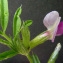  Bertrand BUI - Vicia sativa subsp. sativa