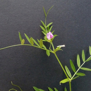  - Vicia sativa subsp. sativa