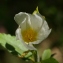  Michel POURCHET  - Cistus laurifolius L. [1753]