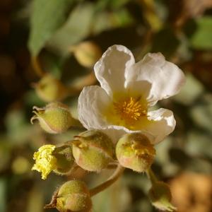 Photographie n°36970 du taxon Cistus laurifolius L. [1753]