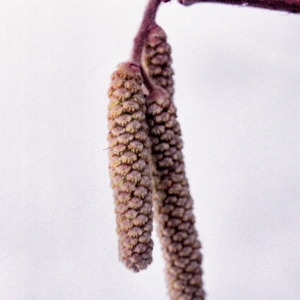 Photographie n°36992 du taxon Corylus avellana L. [1753]