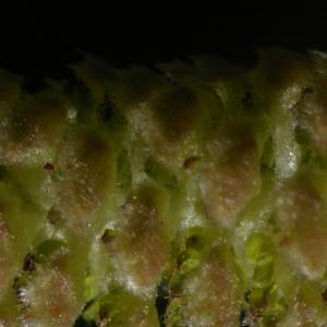 Photographie n°37000 du taxon Corylus avellana L. [1753]