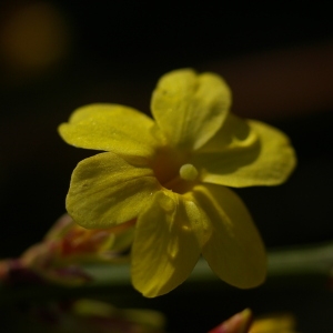 Photographie n°37011 du taxon Jasminum nudiflorum Lindl. [1846]