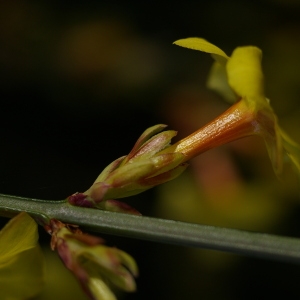 Photographie n°37012 du taxon Jasminum nudiflorum Lindl. [1846]