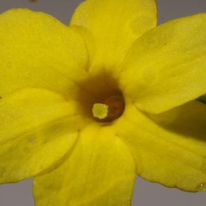 Photographie n°37020 du taxon Jasminum nudiflorum Lindl. [1846]