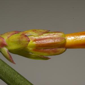 Photographie n°37021 du taxon Jasminum nudiflorum Lindl. [1846]