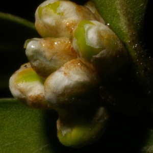 Photographie n°37027 du taxon Buxus sempervirens L. [1753]