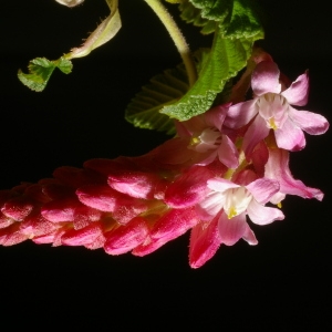 Ribes sanguineum Pursh (Cassis-fleur)