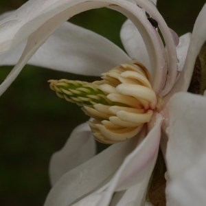 Photographie n°37195 du taxon Magnolia stellata (Siebold & Zucc.) Maxim. [1872]