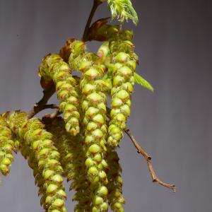 Carpinus nervata Dulac (Charme)