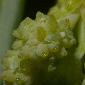 Cephalotaxus fortunei Hook. (If à prunes)