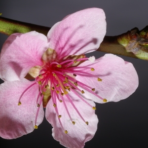 Photographie n°37260 du taxon Prunus persica (L.) Batsch [1801]