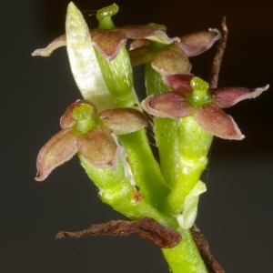 Aucuba japonica Thunb. (Aucuba)