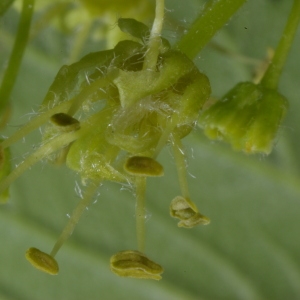 Photographie n°37304 du taxon Acer pseudoplatanus L. [1753]